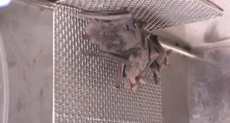 Polêmica sobre origem da Covid esquenta após imagens de morcegos no que seria laboratório de Wuhan