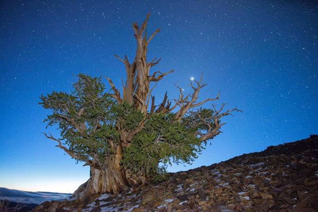 Por que mistérios envolvem a árvore mais antiga da Terra?