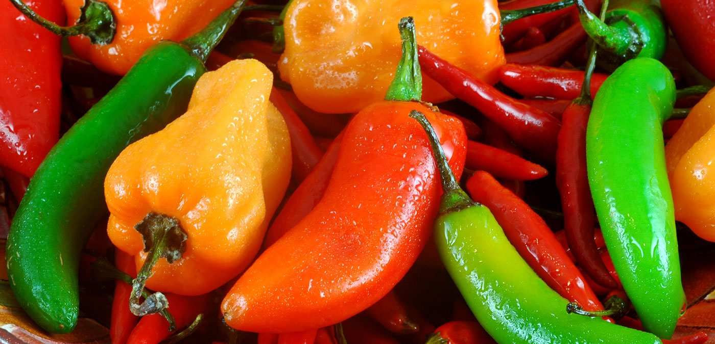 Por que pimenta arde?